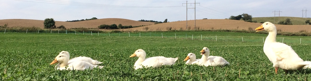 Bangs Spisefjerkræ Bangs Spisefjerkræ