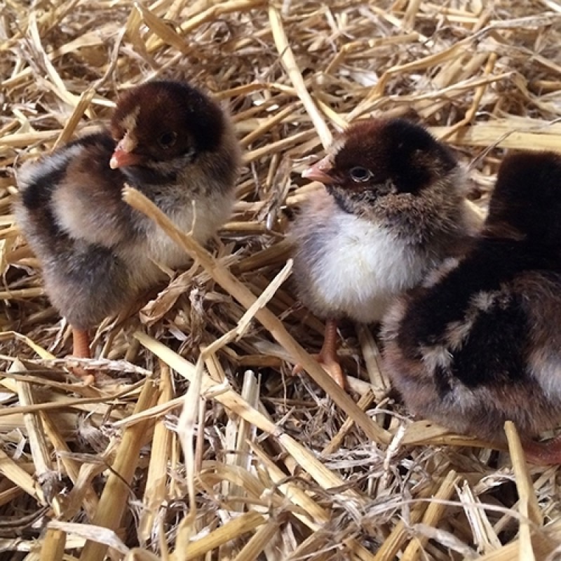 Barnevelder - mørkebrun