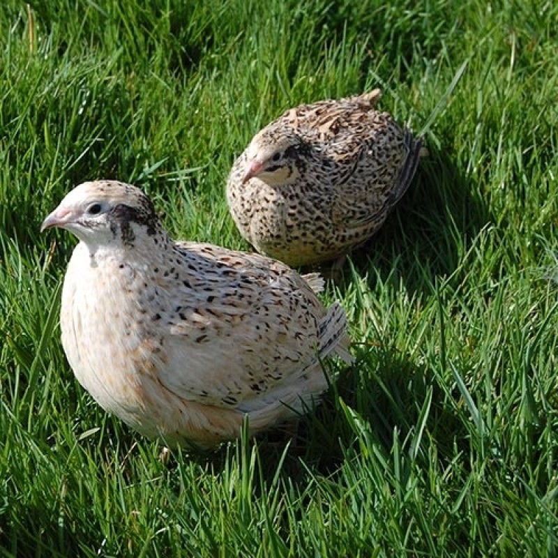 Europæiske vagtler - han