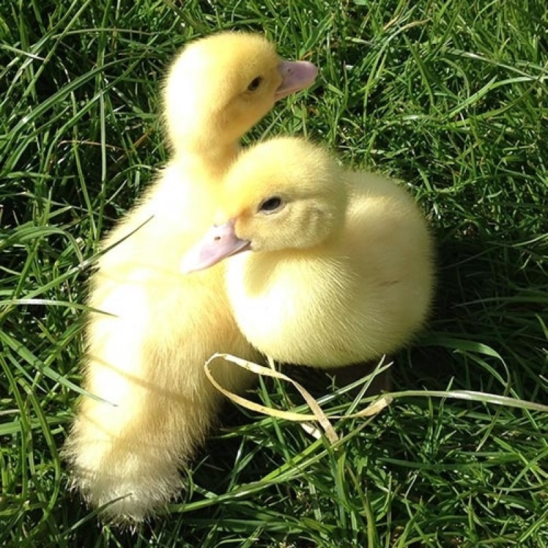 Dansk Landand "Varmefri"