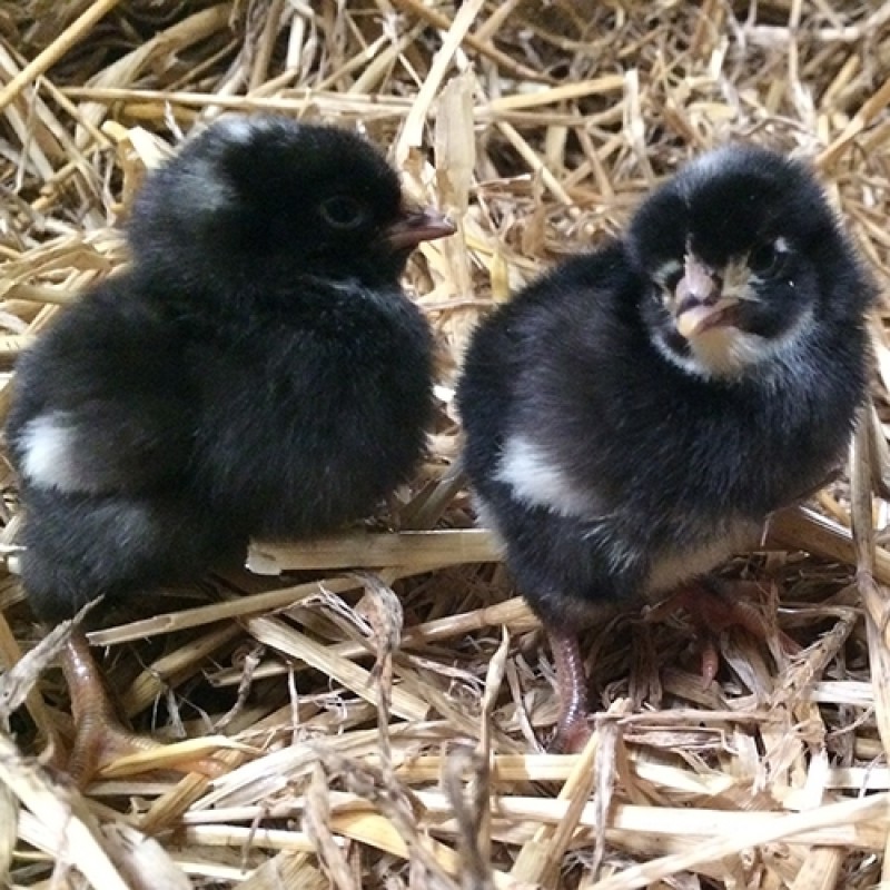 Tværstribet Plymouthrocka