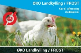 KOFrilandskyllingFROST-20