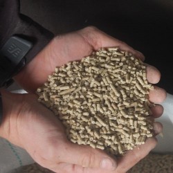 Bangs Special Fuldfoder