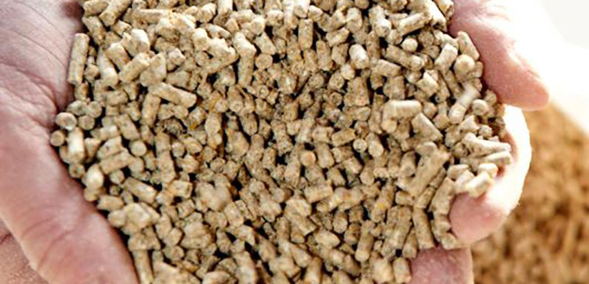 %C3%86gl%C3%A6gningsfoder