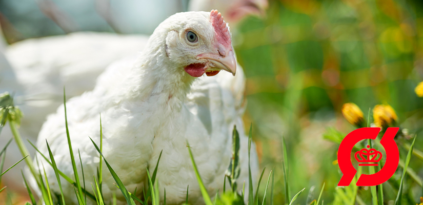 %C3%98kologisk-frilandskylling