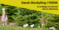 8010_Skovkylling_fersk