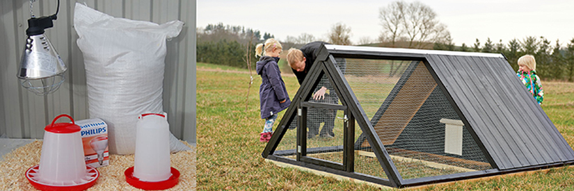 Alt-til-kyllinger Alt-til-kyllinger-2