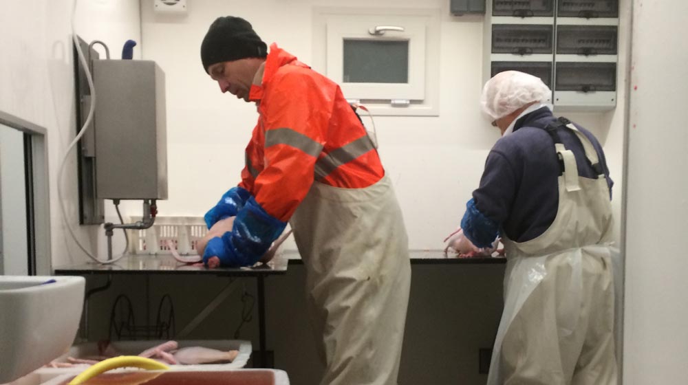 Fjerkræslagteri Fjerkr%C3%A6slagteri-2