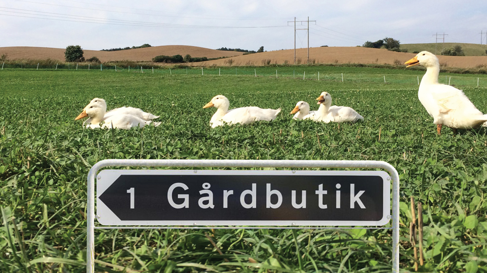 Forhandler_af_juleænder Forhandler_af_jule%C3%A6nder