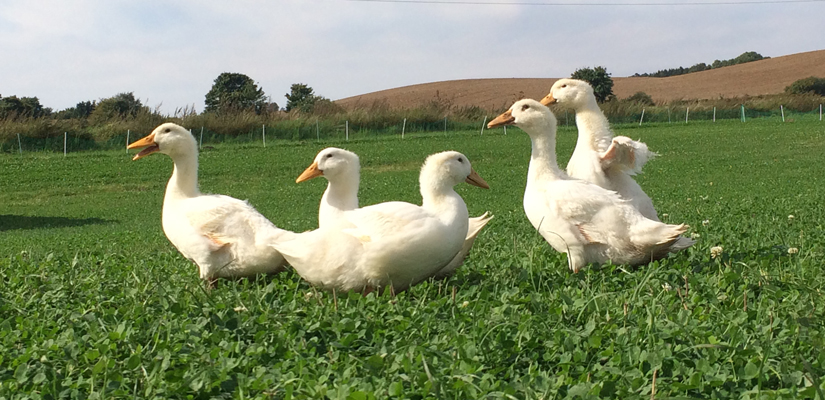 Juleænder Jule%C3%A6nder-3