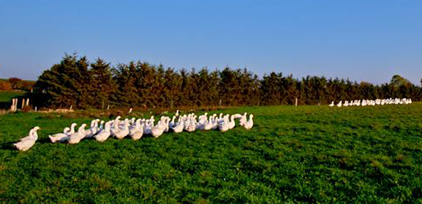 Jule%C3%A6nder-pa%CC%8A-friland