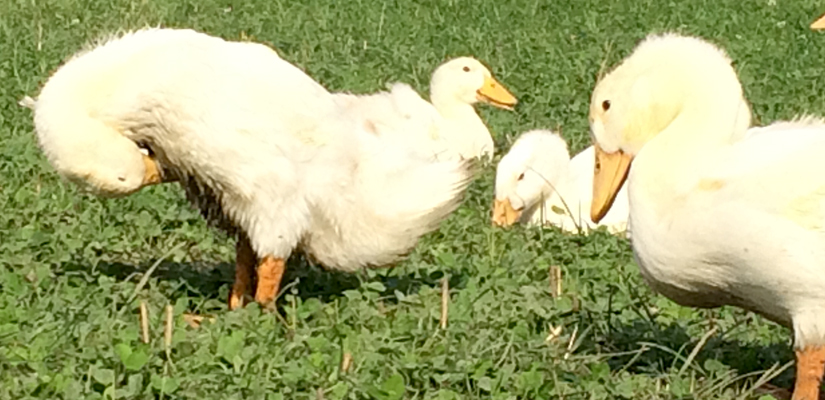 Juleænder-på-marken Jule%C3%A6nder-pa%CC%8A-marken-1