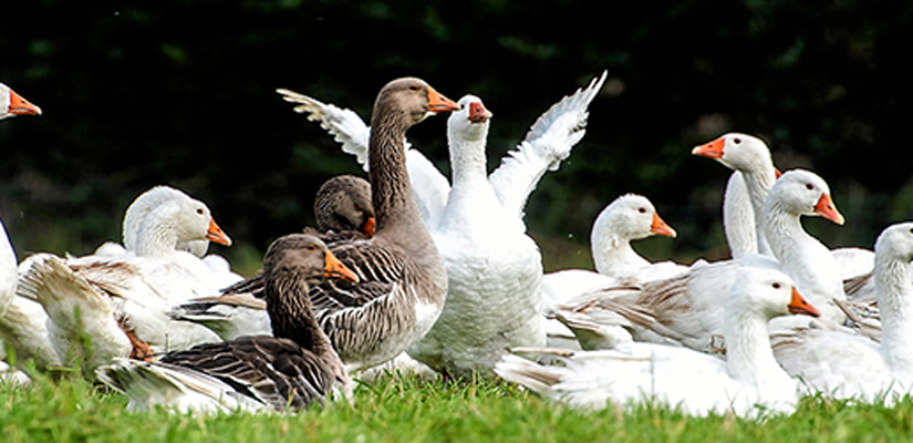 Julegås Juleg%C3%A6s