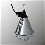 Varmelampe-til-kyllinger Varmelampe til kyllinger